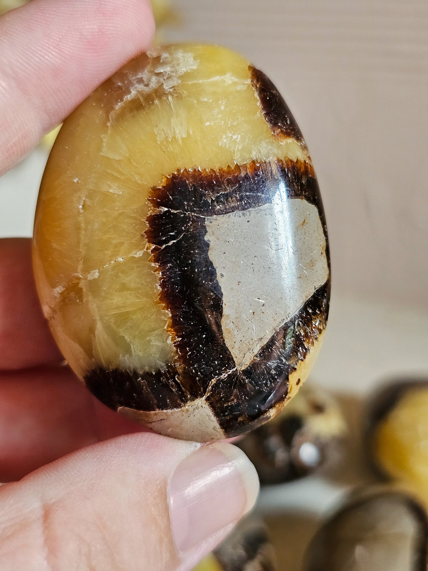 Septarian Palm Stones