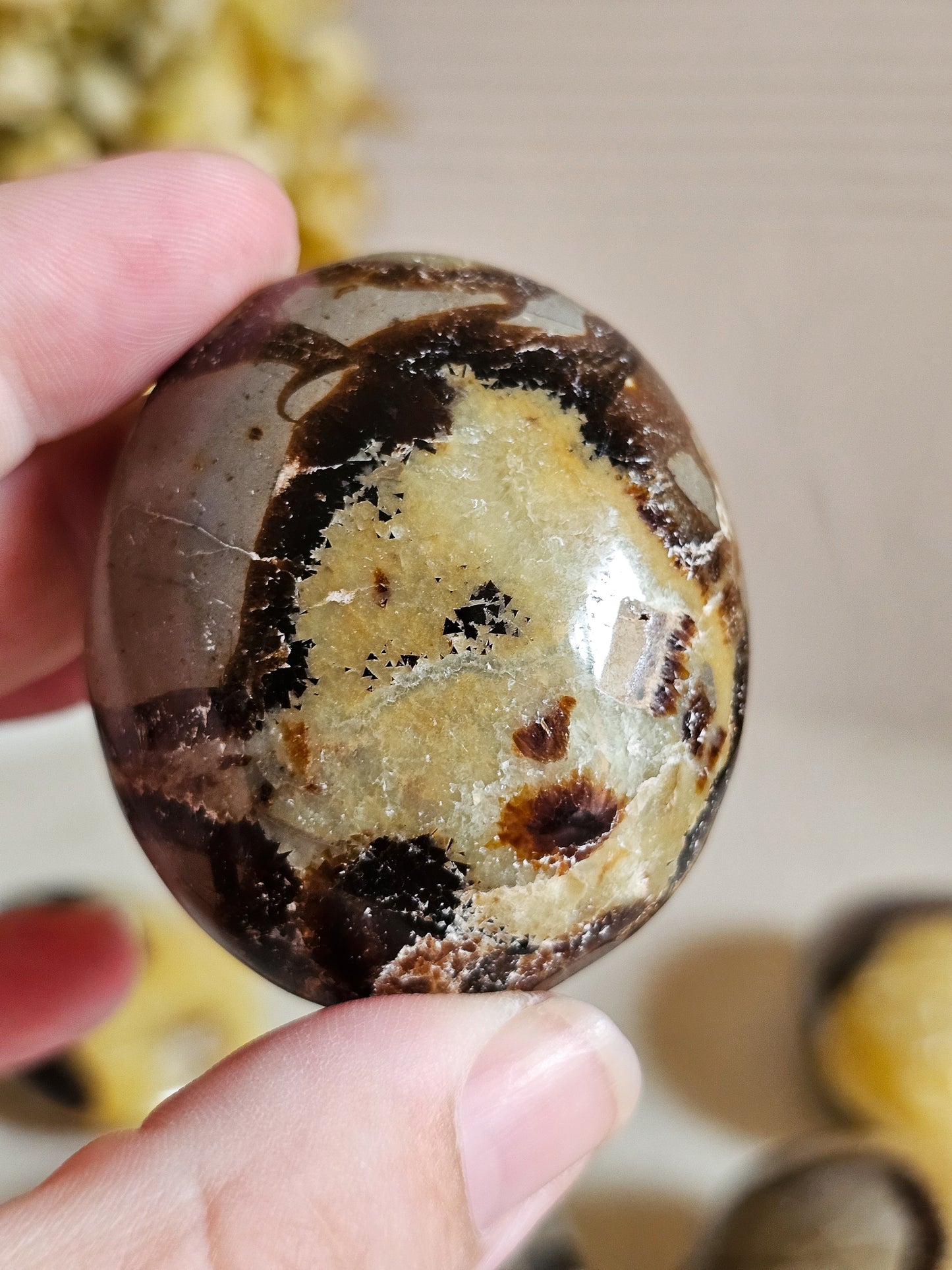 Septarian Palm Stones