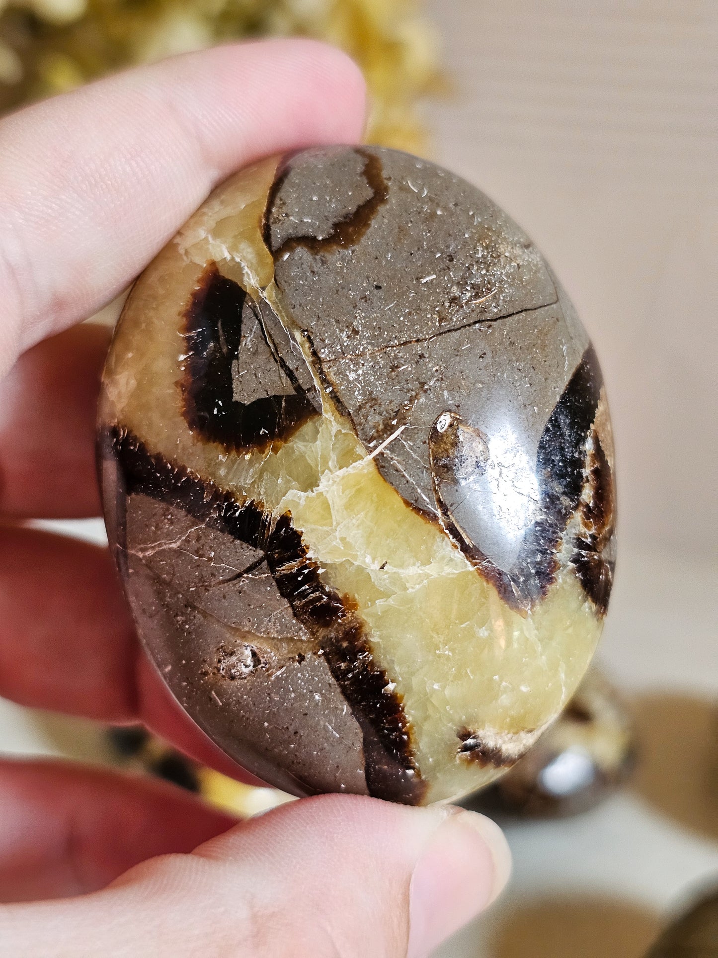 Septarian Palm Stones