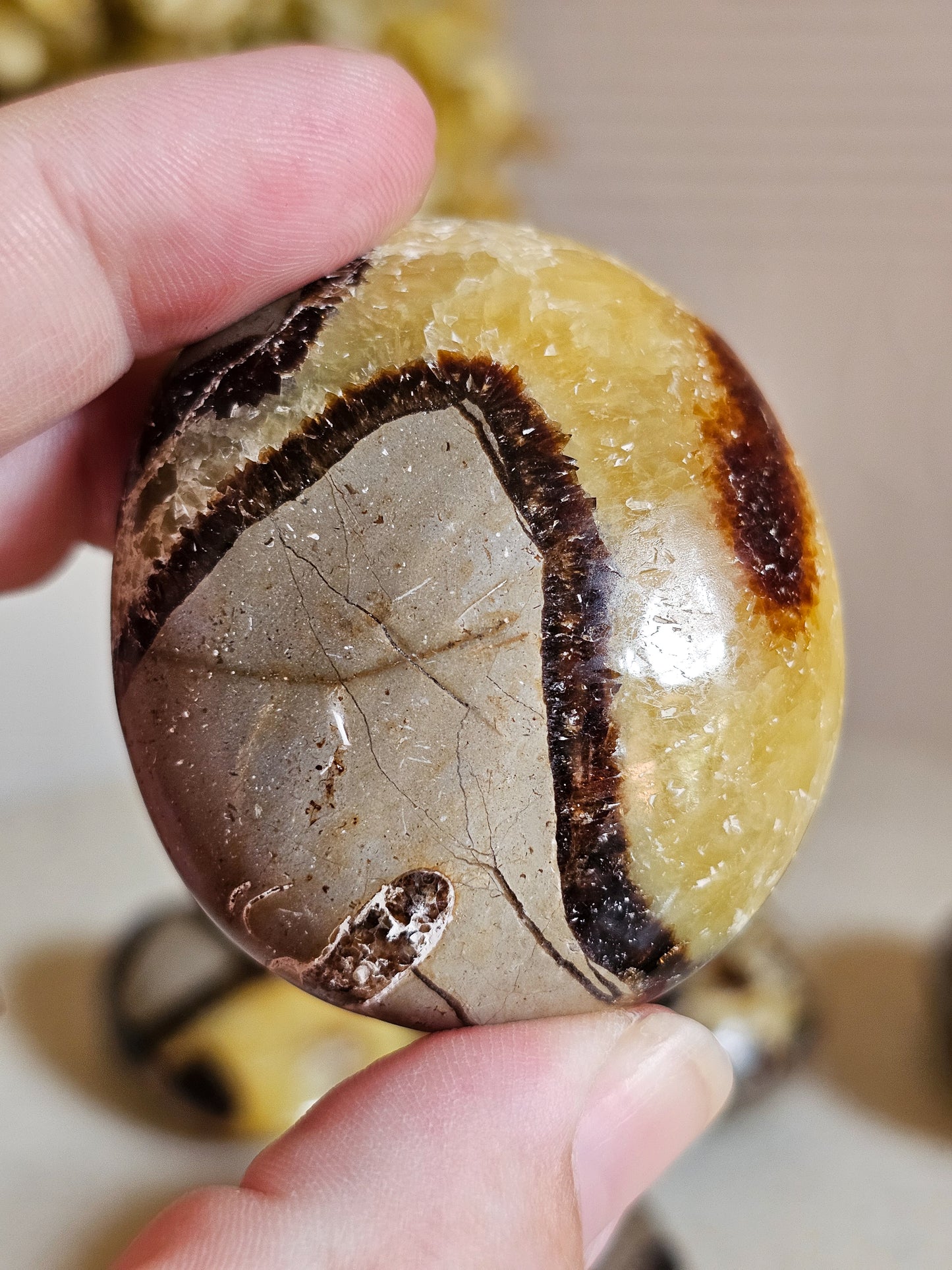 Septarian Palm Stones