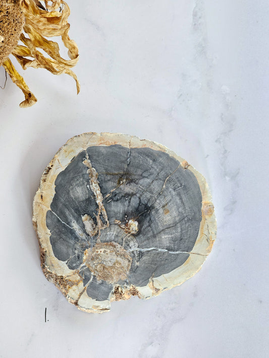 Petrified Wood Slabs
