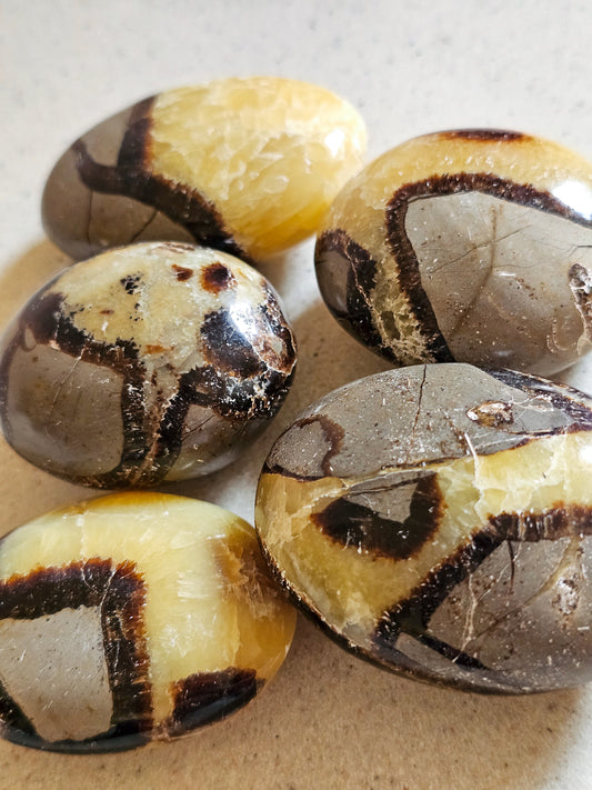 Septarian Palm Stones